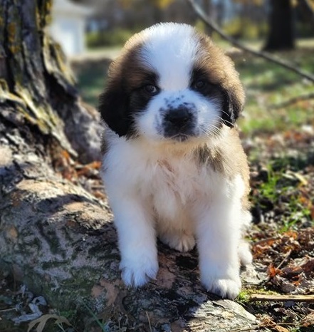 Saint Bernard Puppies