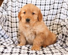 Golden Retriever Puppies