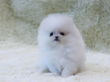  teacup pomeranian puppies