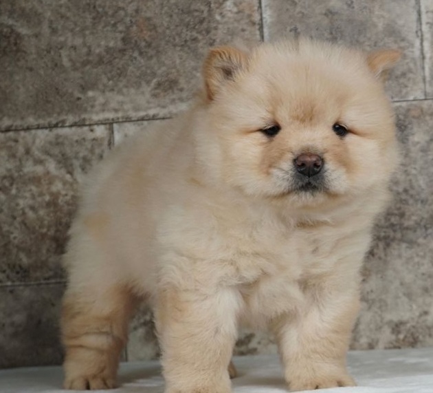 outstanding Chow Chow puppies