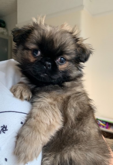 Adorable Pekingese Puppies