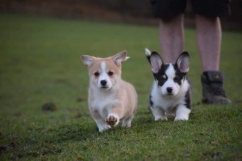 Pembrokeshire Welsh Corgi Puppies