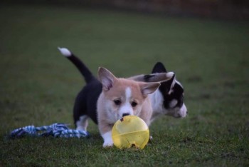 Pembrokeshire Welsh Corgi Puppies