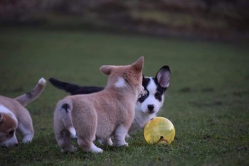 Pembrokeshire Welsh Corgi Puppies