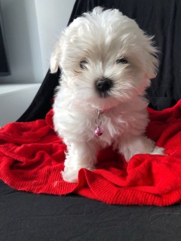 Maltese toy Puppies