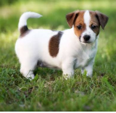 Jack russell terrier puppies