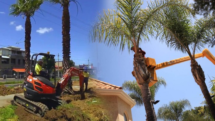 Are you looking for professional palm tree maintenance in Brisbane?