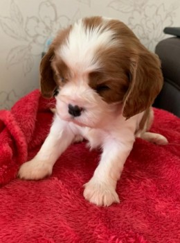 Cavalier king charles spaniel puppy 