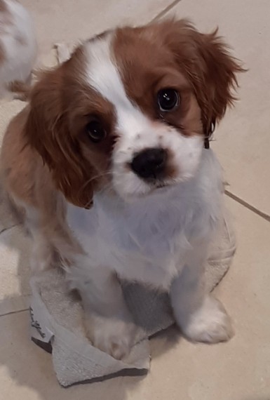 Cavalier king charles spaniel puppy 