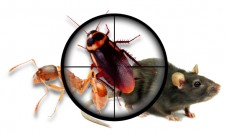 Pest Control  Lidcombe