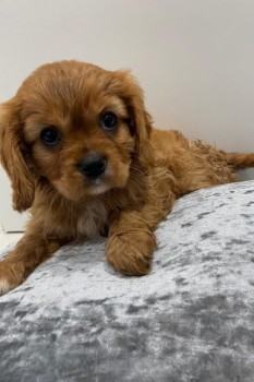 Cavalier king charles spaniel puppy 