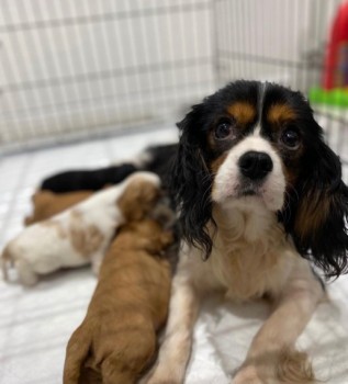 Cavalier king charles spaniel puppy 