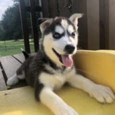 Charming Siberian Husky puppies