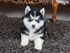 Charming Siberian Husky puppies