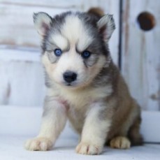 Charming Siberian Husky puppies