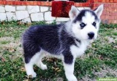 Charming Siberian Husky puppies