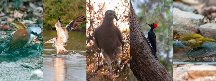 Bird, Wildlife & Cultural Tours - Cambodia