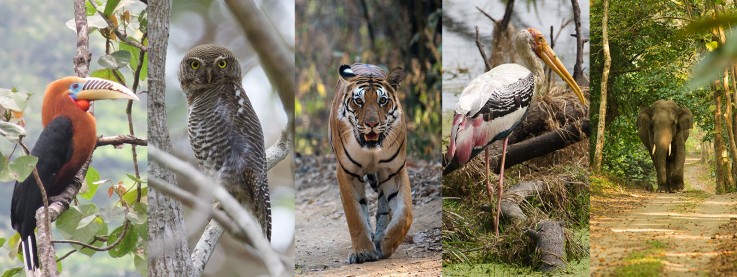 Bird, Wildlife & Cultural Tours - India