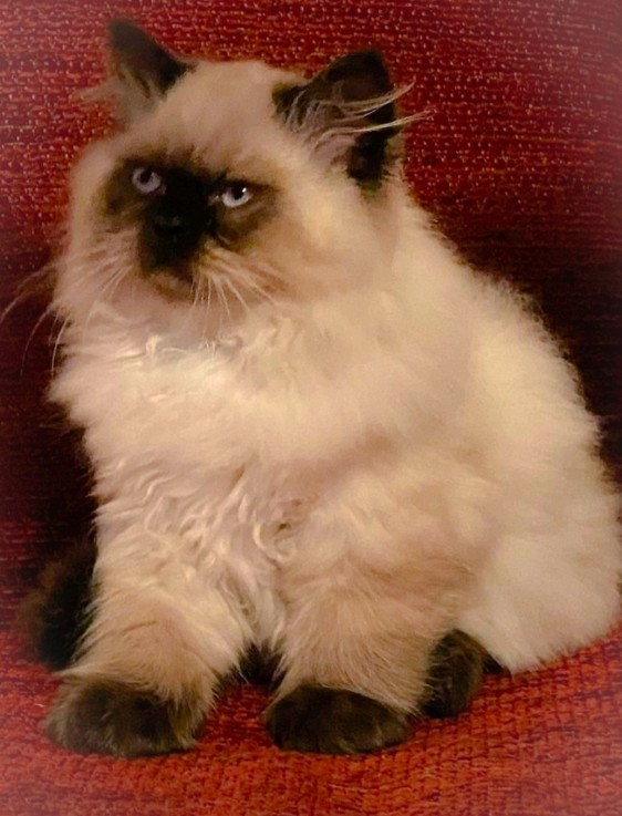 Pure Breed male Himalayan kitten 