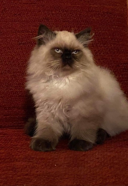 Pure Breed male Himalayan kitten 