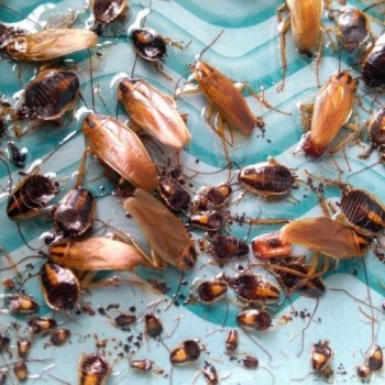 Cockroach Control Pymble