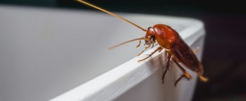 Cockroach Control Pymble