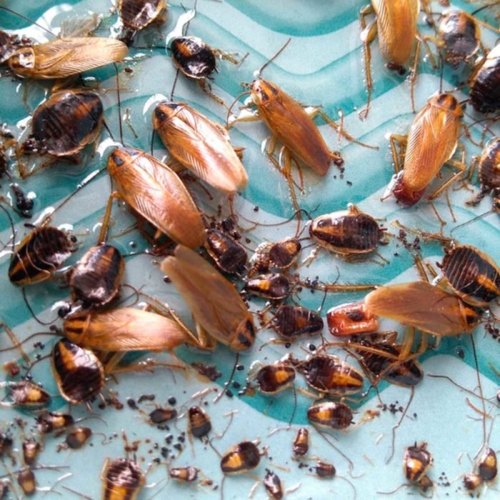 Cockroach Control Pymble