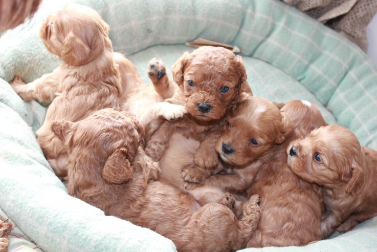 Charismatic Cavoodle puppies