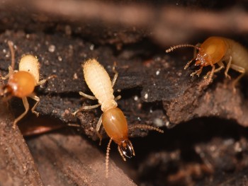 Pest Control Eagleby