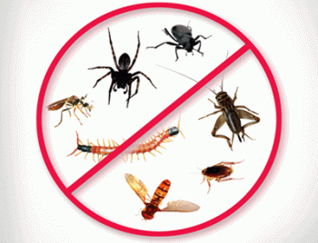 Best Pest Control Brisbane