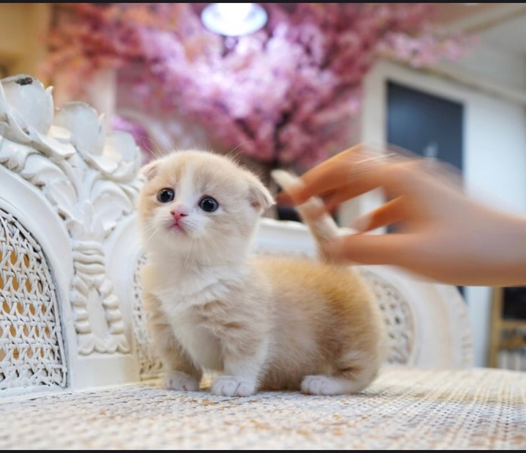 Standard Munchkin kitten with short legs