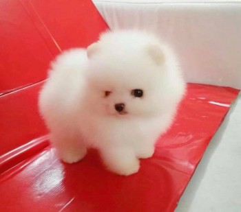 Pomeranain Puppies Available.