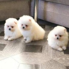 Pomeranain Puppies Available.