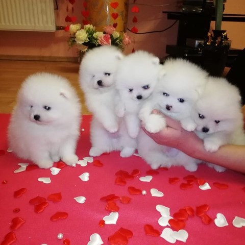 Pomeranain Puppies Available.