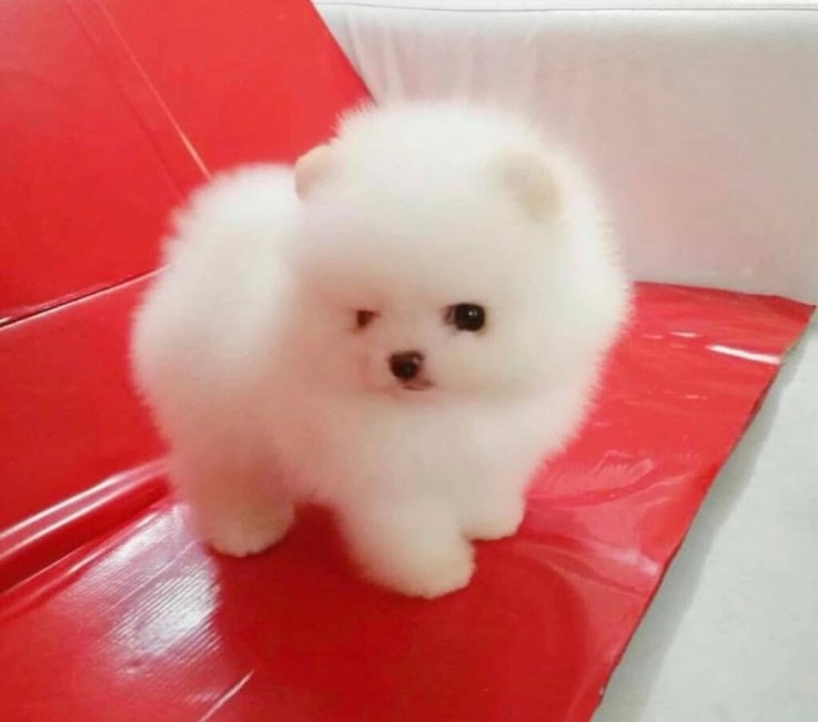 Pomeranain Puppies Available.