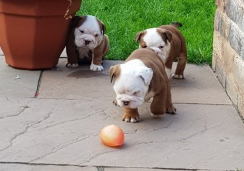 English Bulldog pups for you. (3 left)