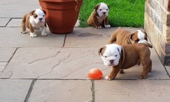 English Bulldog pups for you. (3 left)