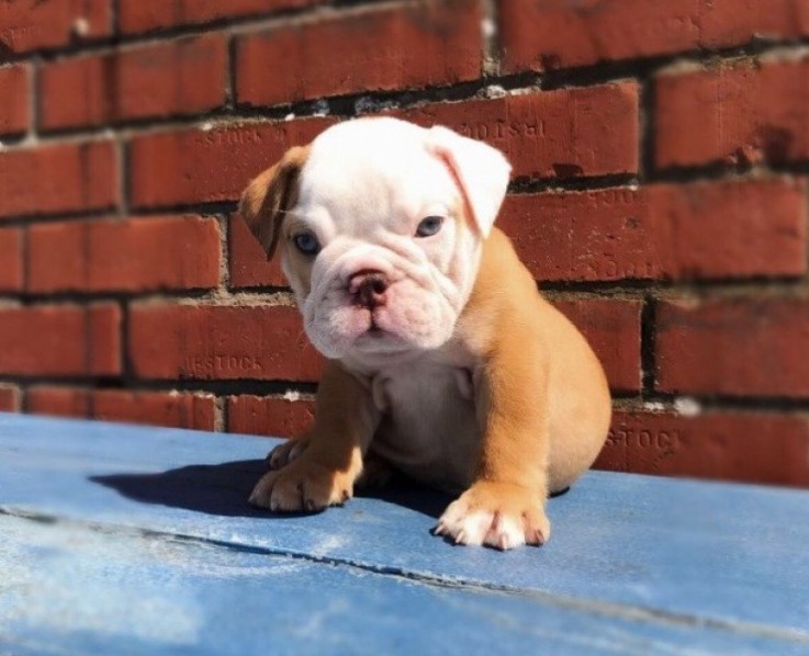 English Bulldog pups for you. (3 left)