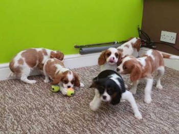 Cavalier king Charles Puppies for sale.