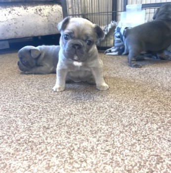 Beautiful French Bulldog Puppies.