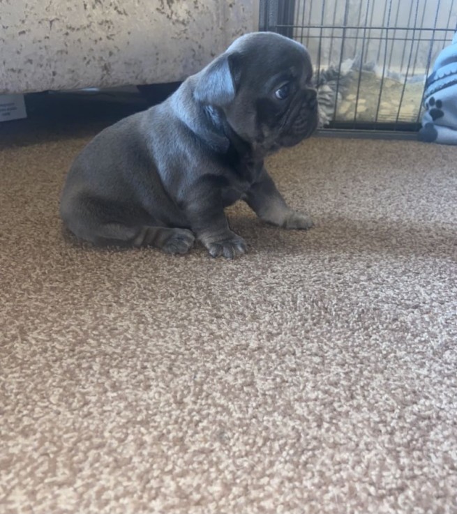 Beautiful French Bulldog Puppies.