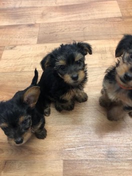 Beautiful Yorkshire Puppies available