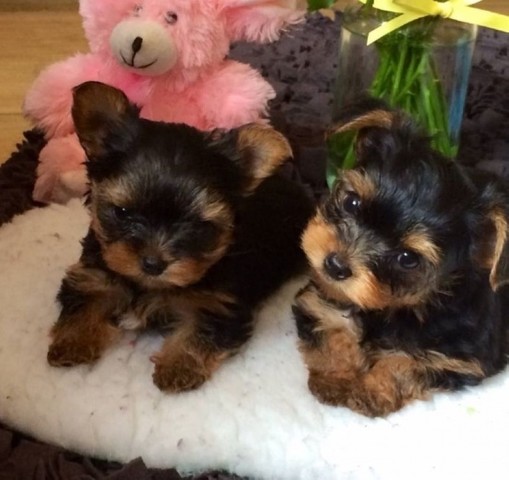 Beautiful Yorkshire Puppies available