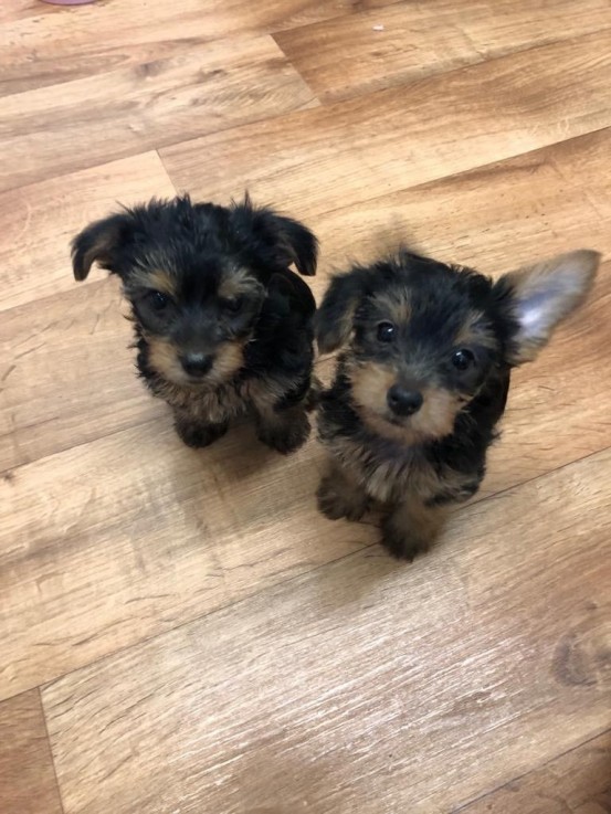 Beautiful Yorkshire Puppies available