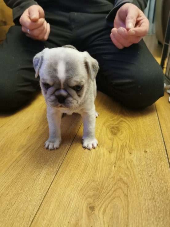 Lovely Pug Puppies For Sale.