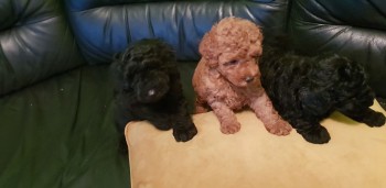 Healthy Poodle puppies.