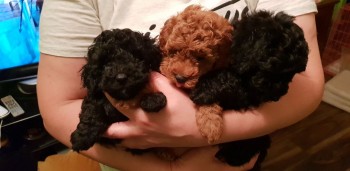 Healthy Poodle puppies.