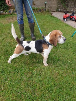 Adorabble Beagle Puppy is Available 