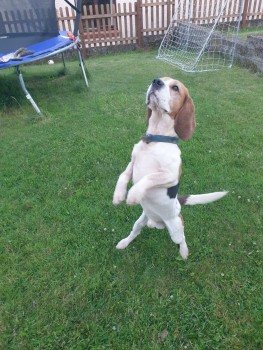 Adorabble Beagle Puppy is Available 