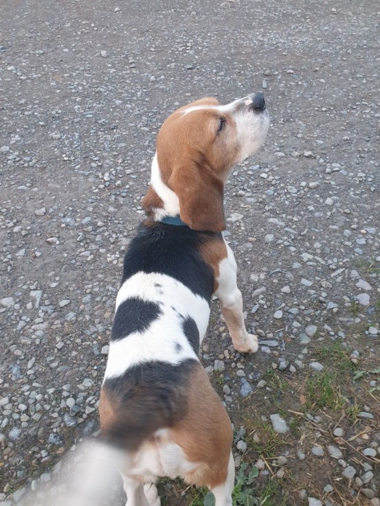 Adorabble Beagle Puppy is Available 